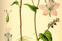 Illustration_Fagopyrum_esculentum0