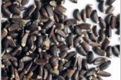 ostropestrec-semena-plod
